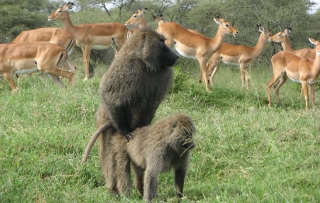動物としての本能