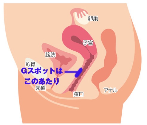 Gスポットは膣口から数センチ先の上部