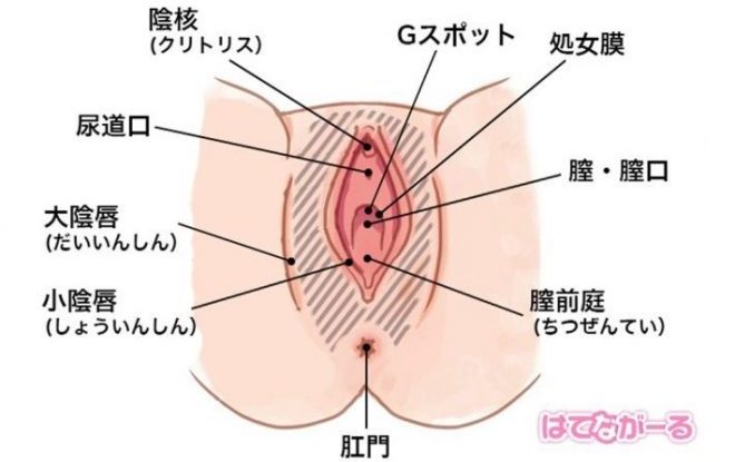 まんこは総称。それぞれの名称を紹介