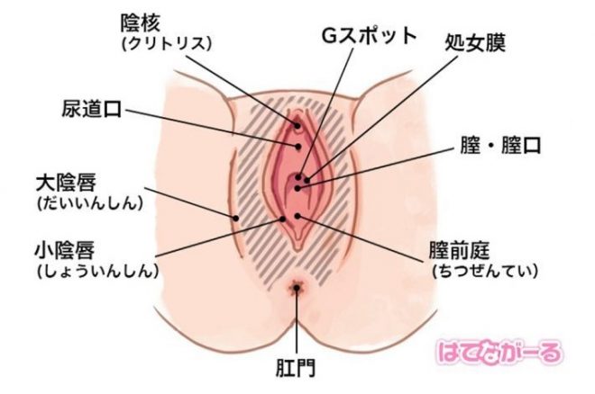 まんこは総称。それぞれの名称を紹介