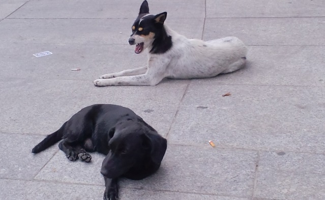 野良アプリをインストール