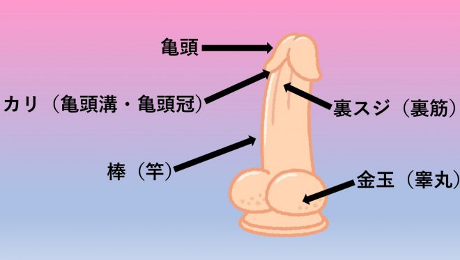 チンコの部位別フェラ講座