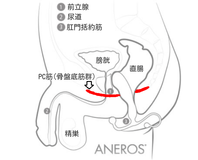 エネマグラの使い方