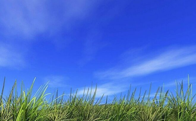 キャッツアイ青天井