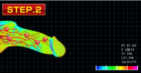 MEN’S GOLD α (メンズゴールドアルファ)がペニスに与える影響STEP2