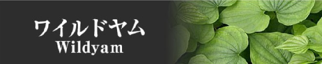 ワイルドヤム