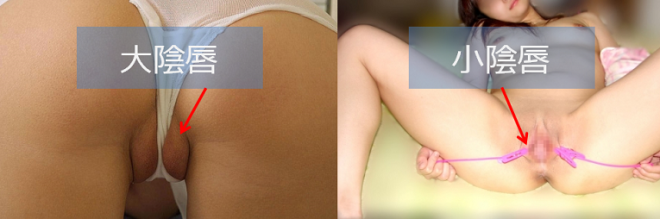 マンコの大陰唇と小陰唇