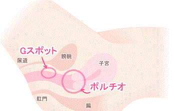 ポルチオ・位置