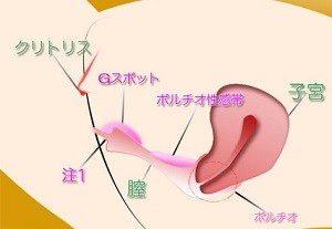 女性の性感帯