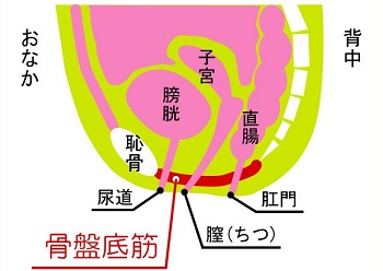 女性の骨盤底筋群