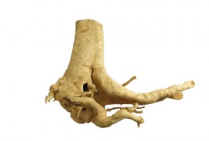 トンカットアリ