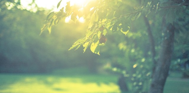 デリケートゾーンの臭い改善はオーガニック